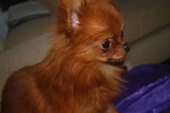 small toy dog
