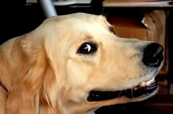 smiling dog