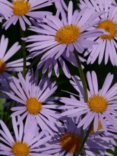 smooth leaf aster aster herbstaster