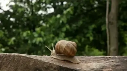 Snail
