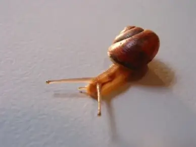 snail pets nature