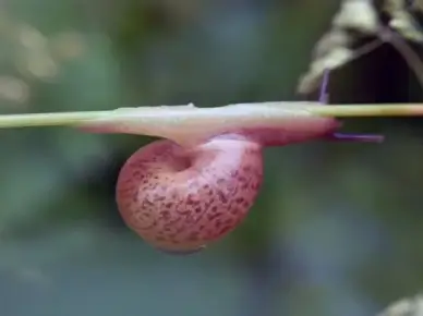 snail road animal