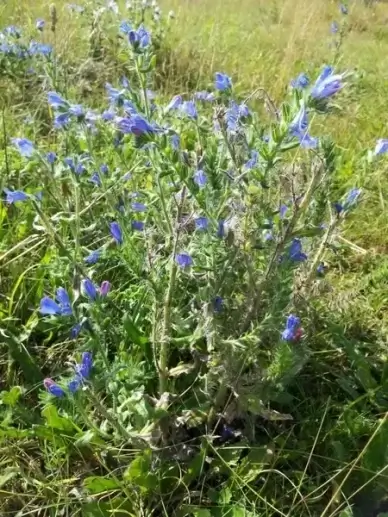 snake head herb flower