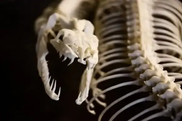 snake skeleton