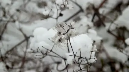 Snow