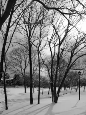 snow and trees