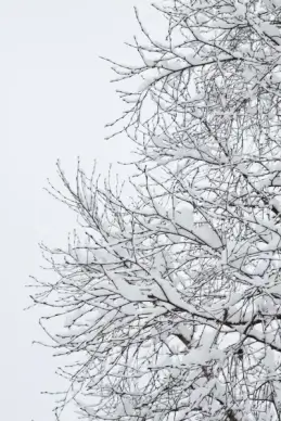 snow covered branches