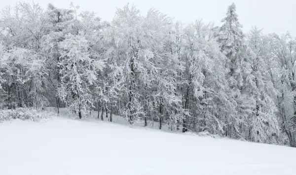 snow covered forest