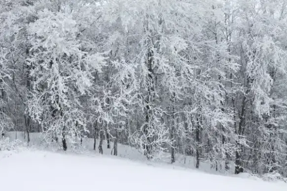 snow covered trees