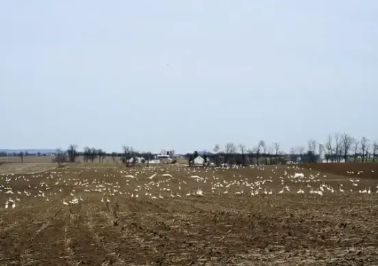 snow geese