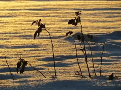 snow landscape snowfield back light