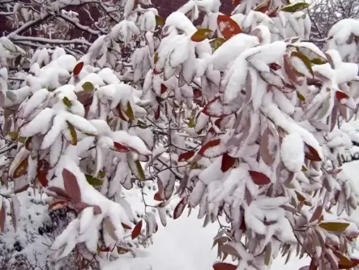 snow on leaves