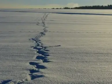 snow traces winter