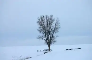 snow white cold