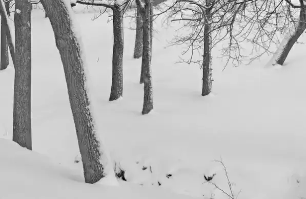 snowcovered creek