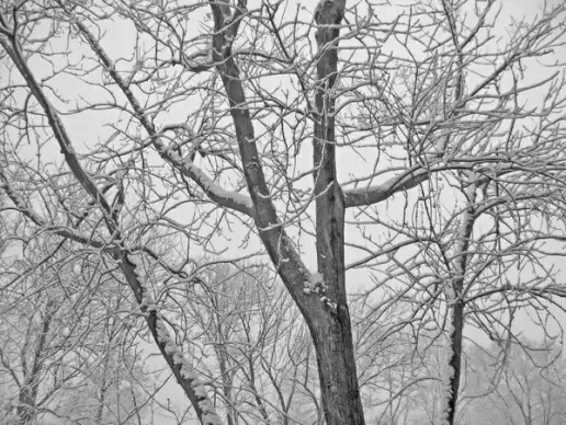 snowcovered trees