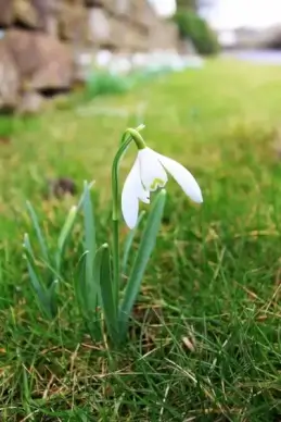 snowdrop