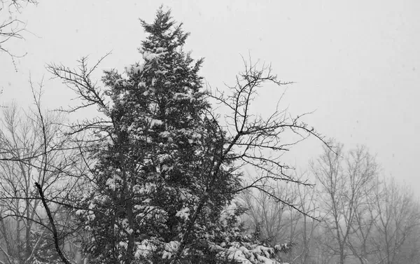 snowing on an evergreen