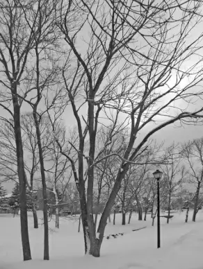 snowy day