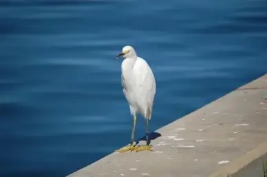 snowy egret