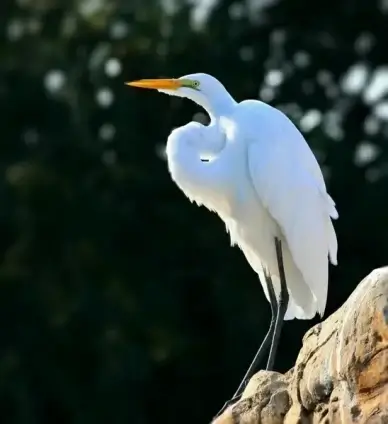 snowy egret bird waterfowl