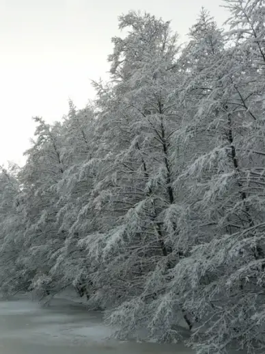 snowy winter wintry