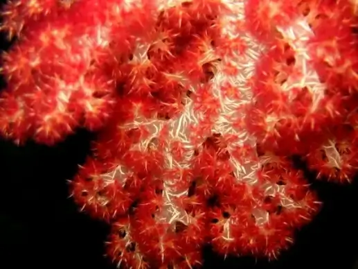 soft corals beautiful sea