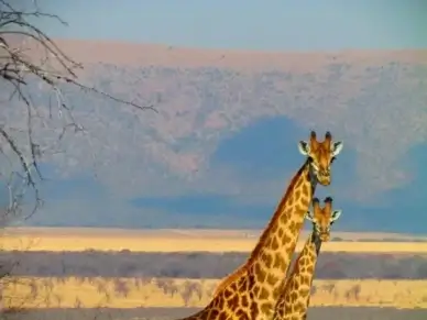 south africa giraffe africa
