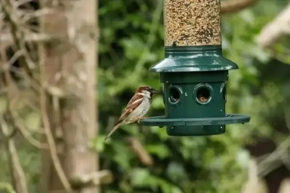 sparrow at bird feeder