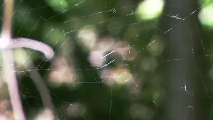 Spider web