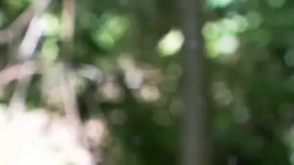 Spider web