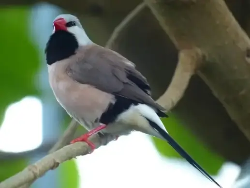 spitzschwanzamadine bird poephila acuticauda