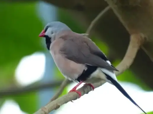 spitzschwanzamadine bird poephila acuticauda