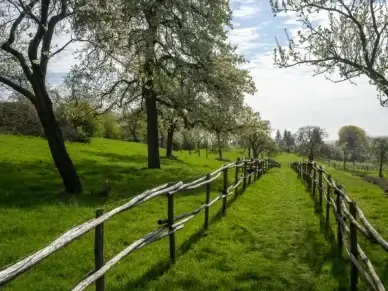spring
