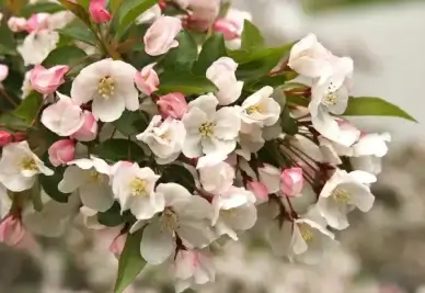 spring apple blossoms
