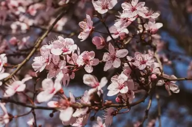 spring backdrop picture peach blossom contrast scene