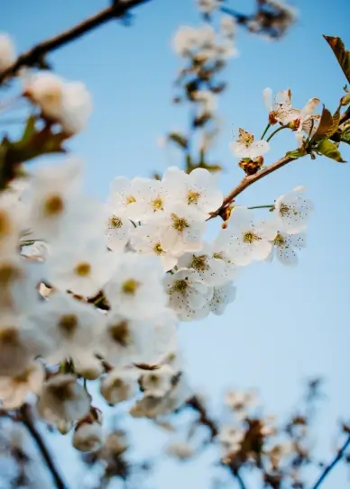spring backdrop picture peach blossom elegant scene