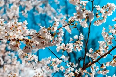 spring backdrop picture peach blossom elegant scene