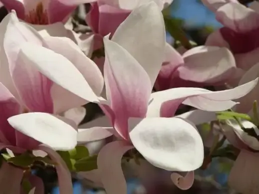 spring blossoms