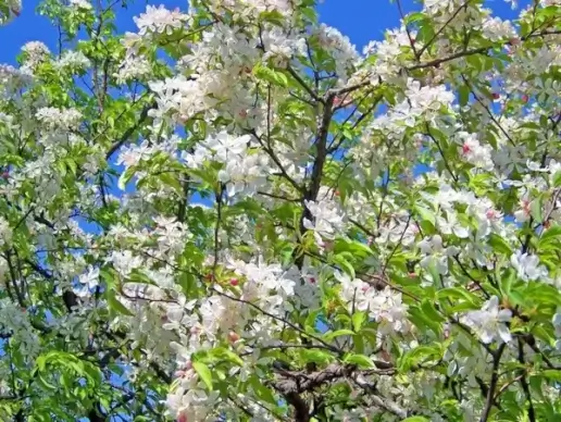 spring blossoms