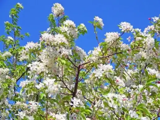 spring blossoms