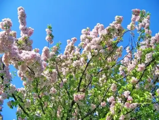 spring blossoms