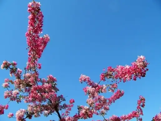 spring blossoms