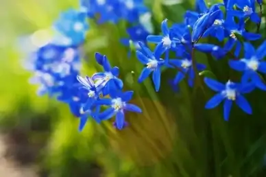 spring bokeh