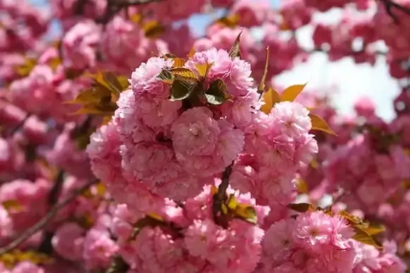 spring colors