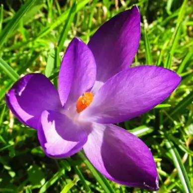 spring crocus