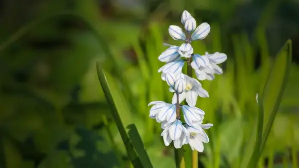 spring flower