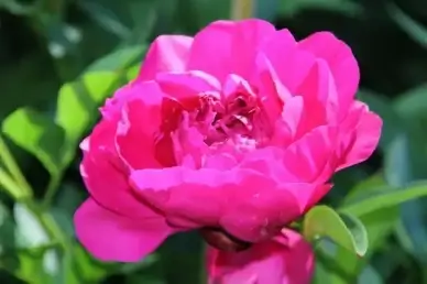 spring flower peony