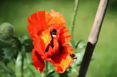 spring flower poppy