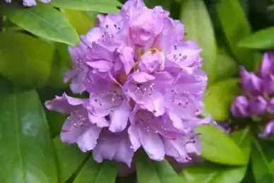 spring flower rhododendron
